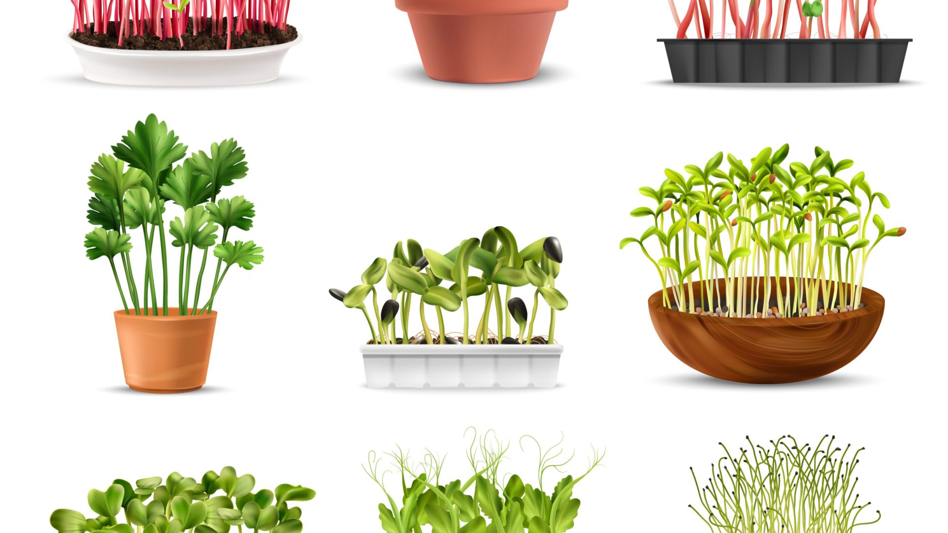 Sprouted grains in pots as ingredients for healthy nutrition realistic set isolated vector illustration